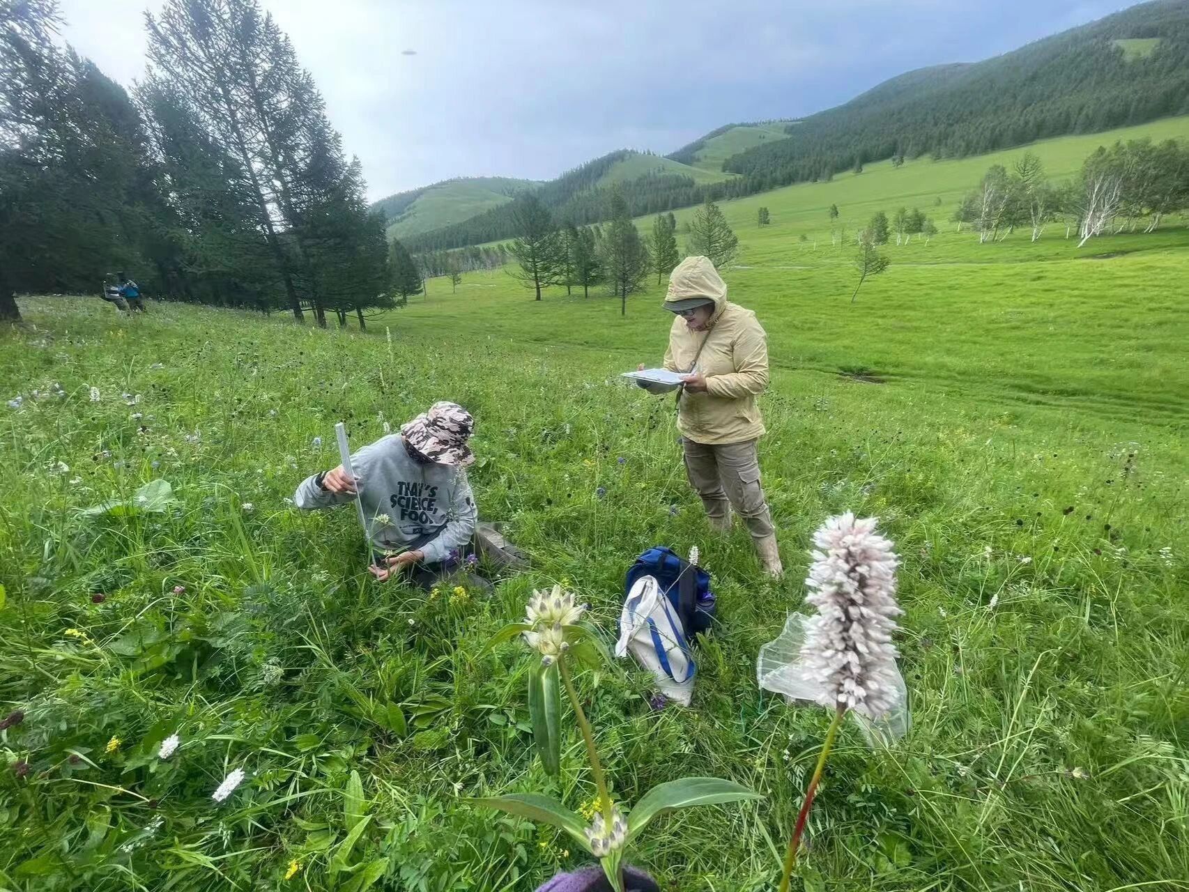 药学院阿里穆斯教授团队：风吹草低见“药方”
